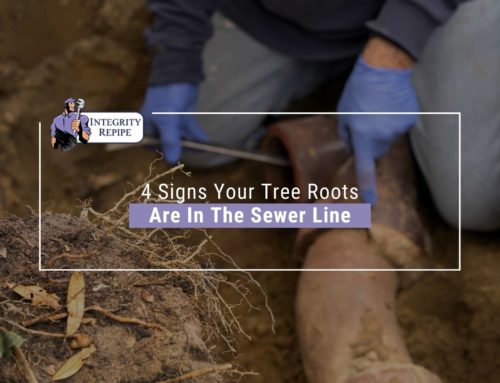 4 Signs Your Tree Roots Are In The Sewer Line