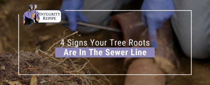 Tree roots invading sewer pipes in California